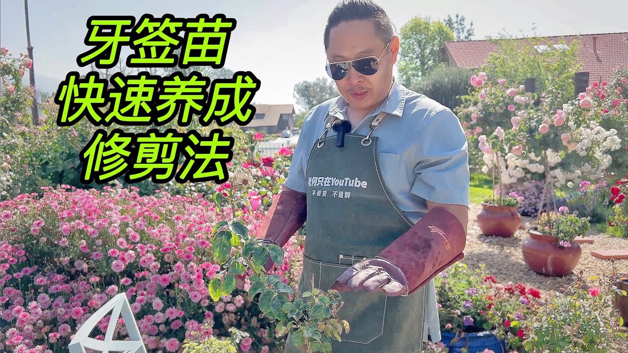 园艺篇400 月季玫瑰牙签苗快速养成修剪法！