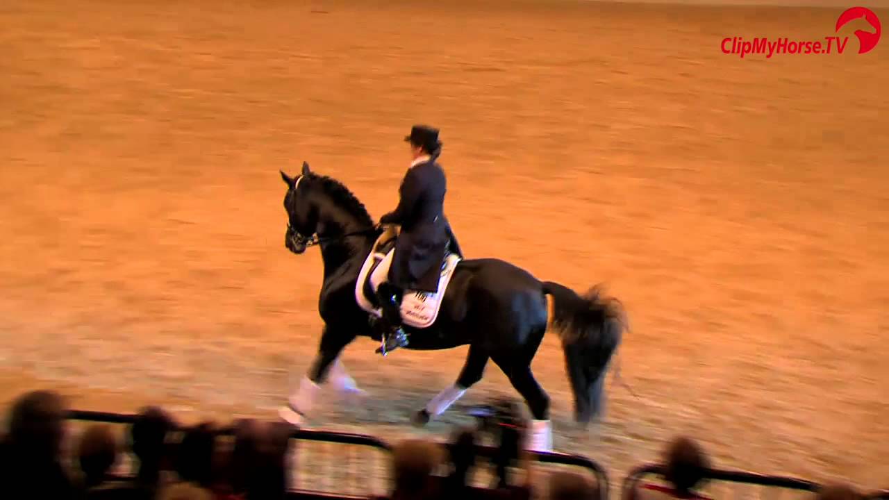 Ovaro Elitehengst Trakehner Hengstmarkt 2015