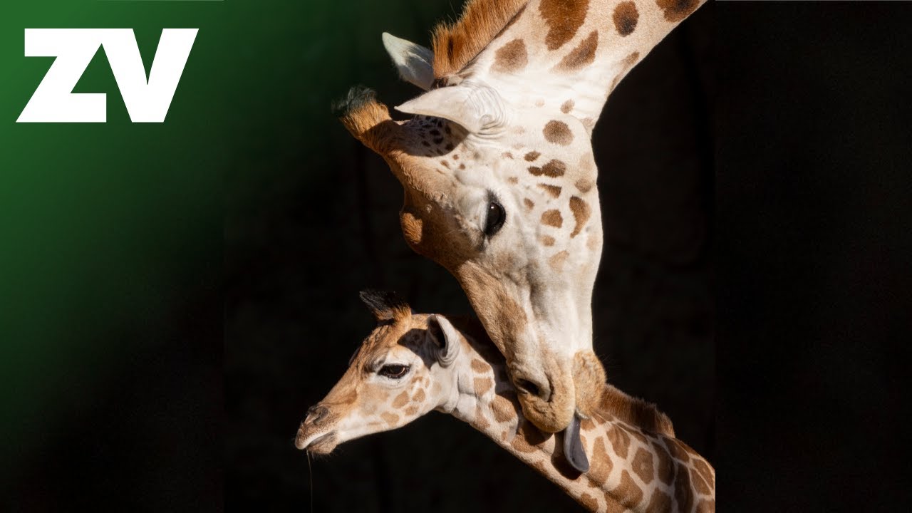 Giraffe calf Tambi is now a big brother!