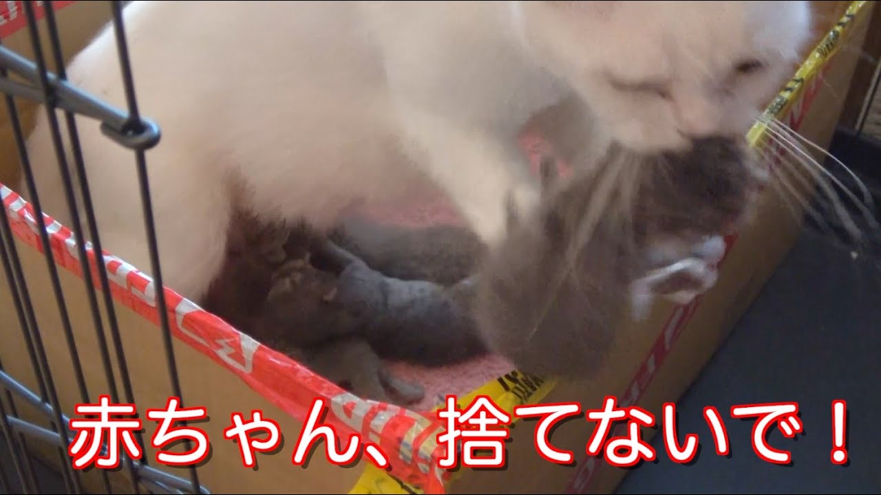 まさかの育児放棄か？母猫が我が子の匂いを拒否して口呼吸状態に（泣　1匹の赤ちゃんに何があるのか