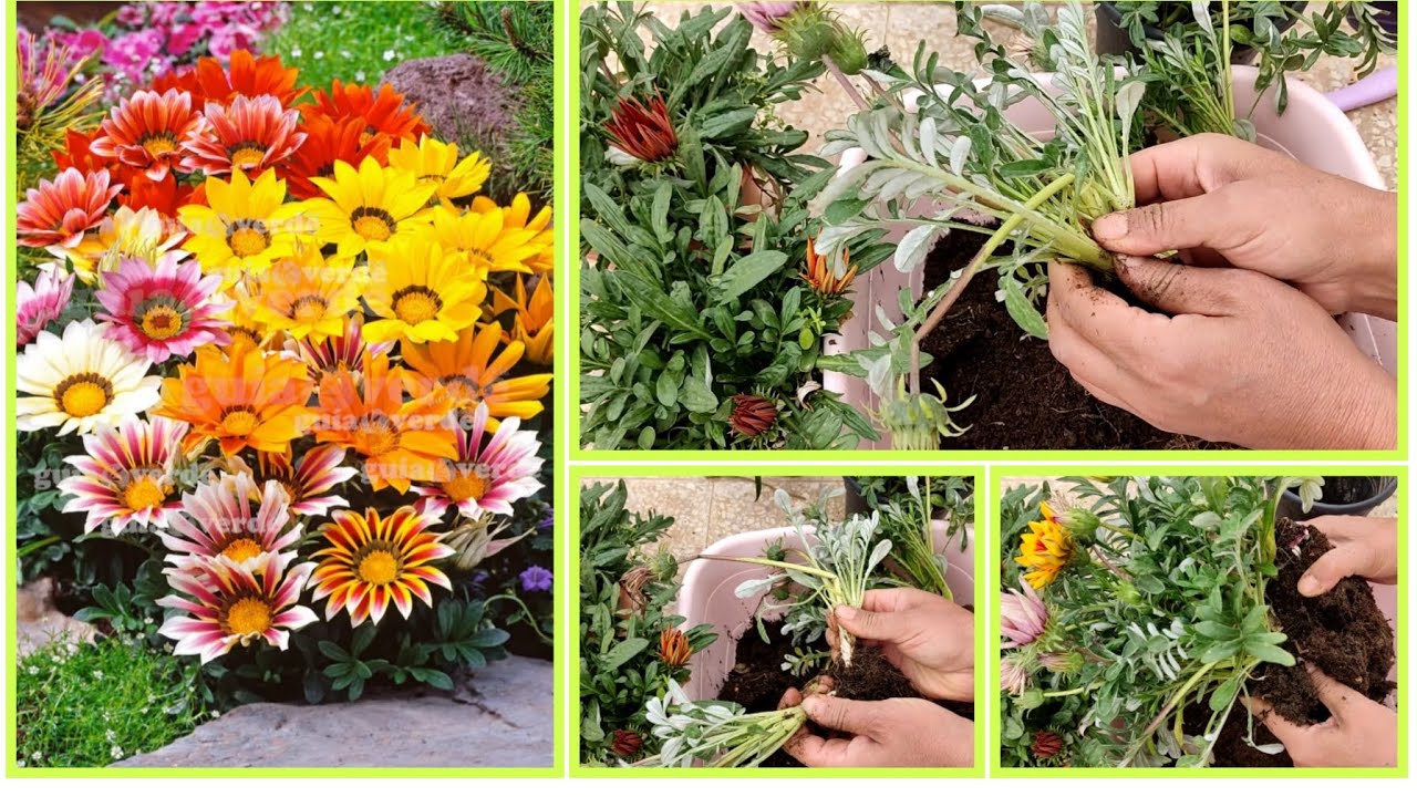 📣 DEĞİŞİK RENKLERDE GAZANYA-KOYUNGÖZÜ ÇİÇEĞİ ALDIM ✅ARANJMAN YAPILIŞI✅ AYIRARAK ÇOĞALTMASI ✅EKİMİ ✅