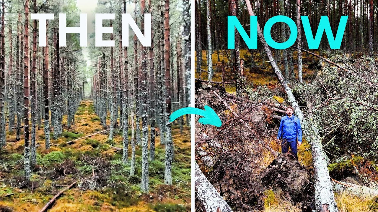Они убили 10 000 деревьев, чтобы спасти древний лес. Сработало ли это?