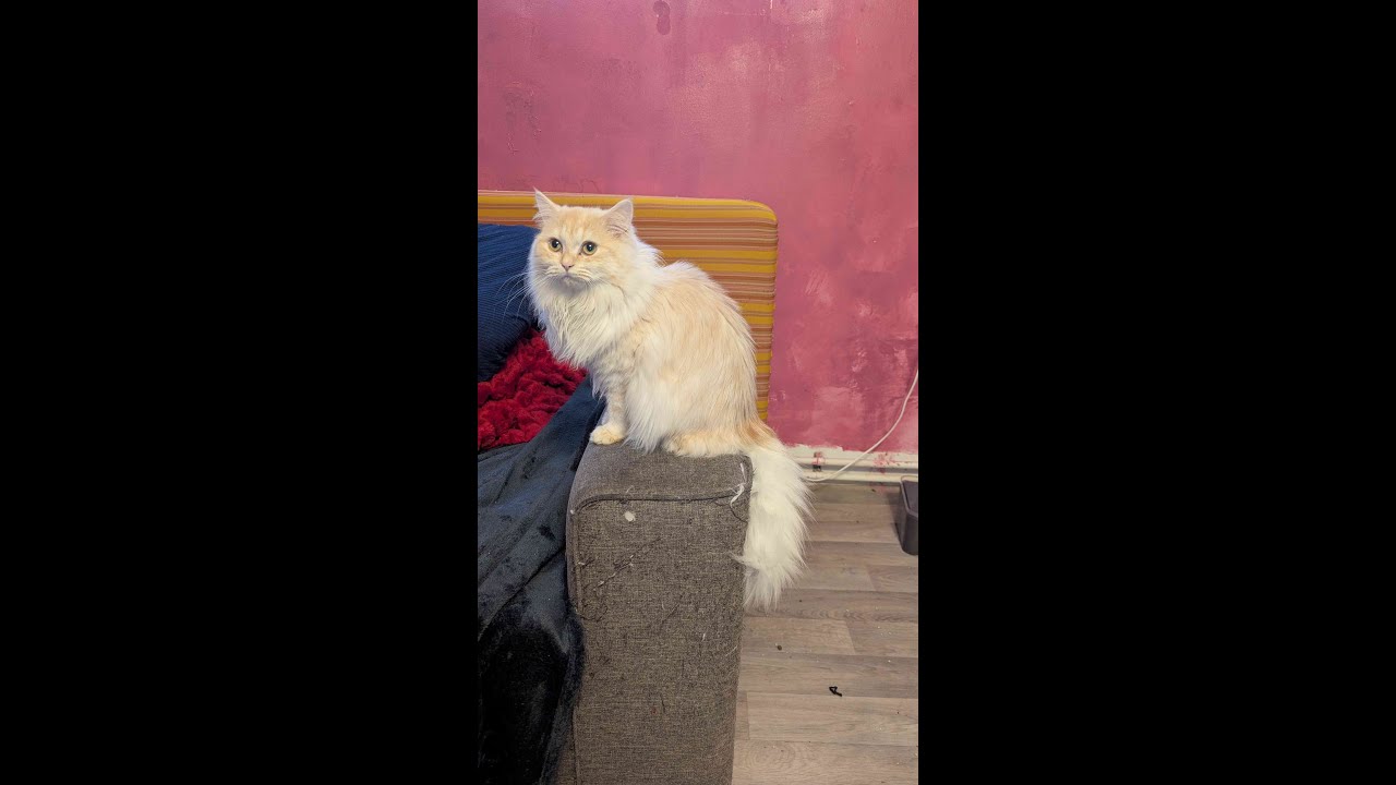 Ragdoll kitten cute moments