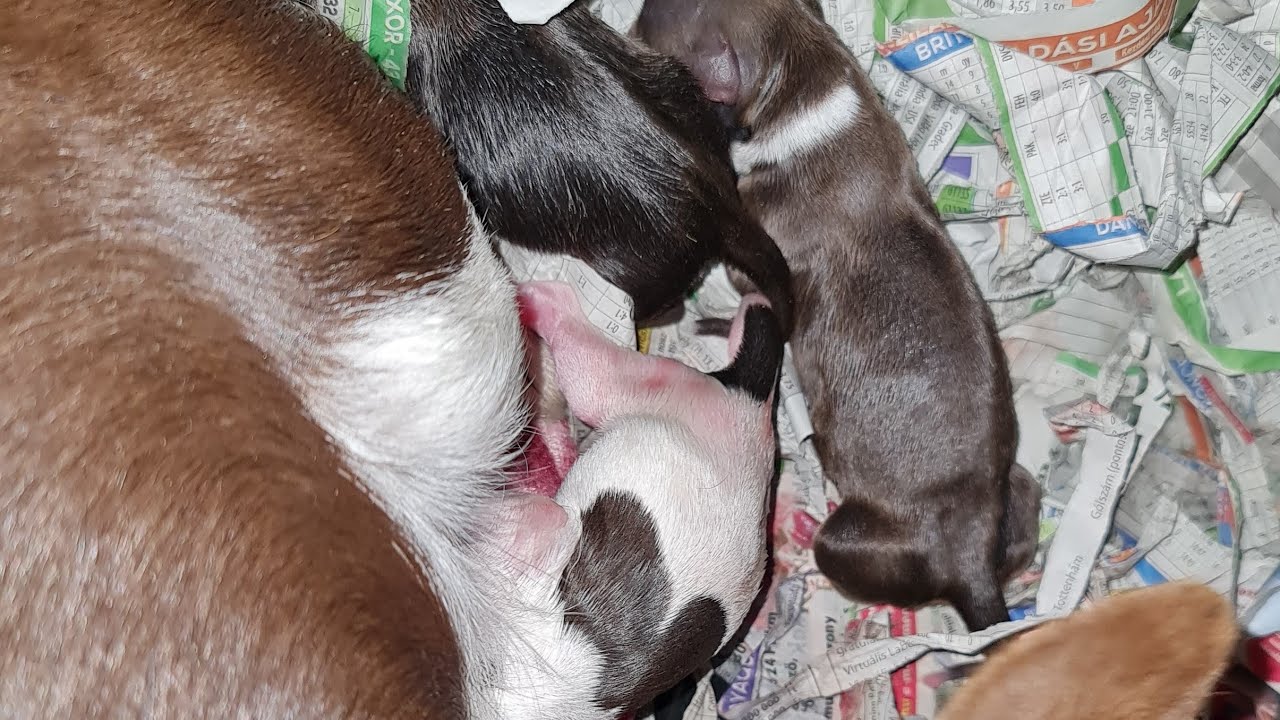 Chihuahua dog giving birth and one needed help getting out.. brand new puppies
