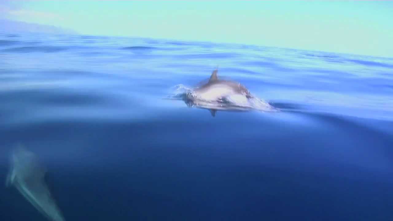 Entre delfines