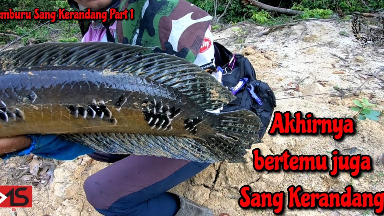Memburu Kerandang Part 1 || Akhirnya bertemu juga Sang Kerandang