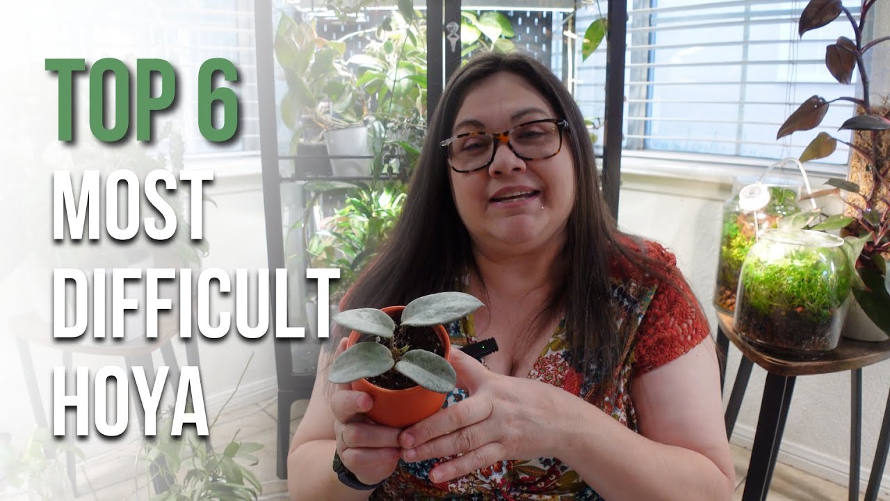 6 Of My Most Difficult Hoyas To Grow & Why