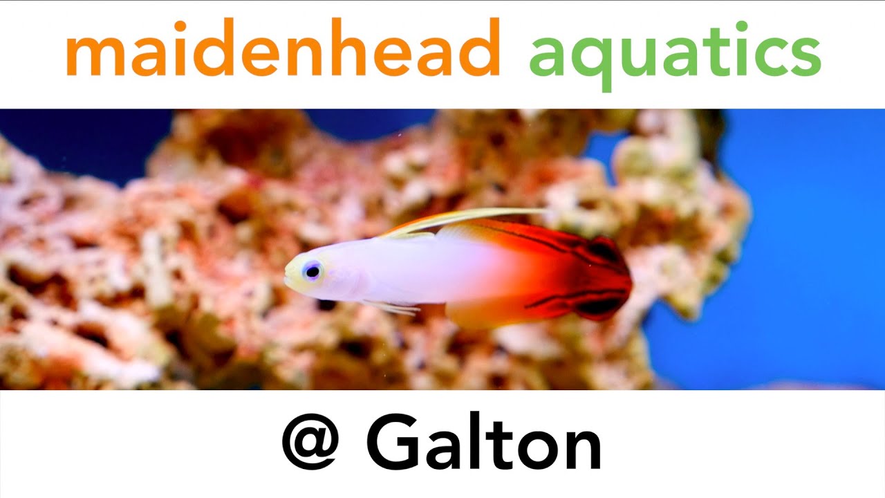 Maidenhead Aquatics @ Galton