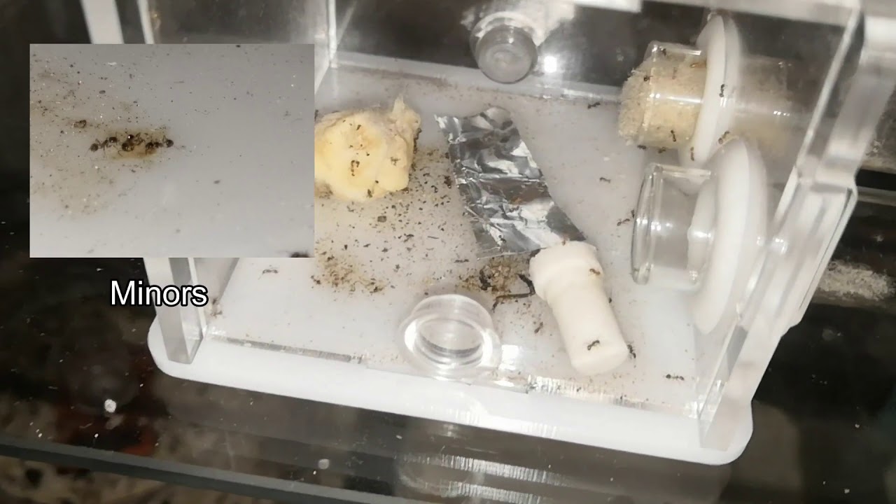 Fiche d'élevage - Pheidole Pallidula