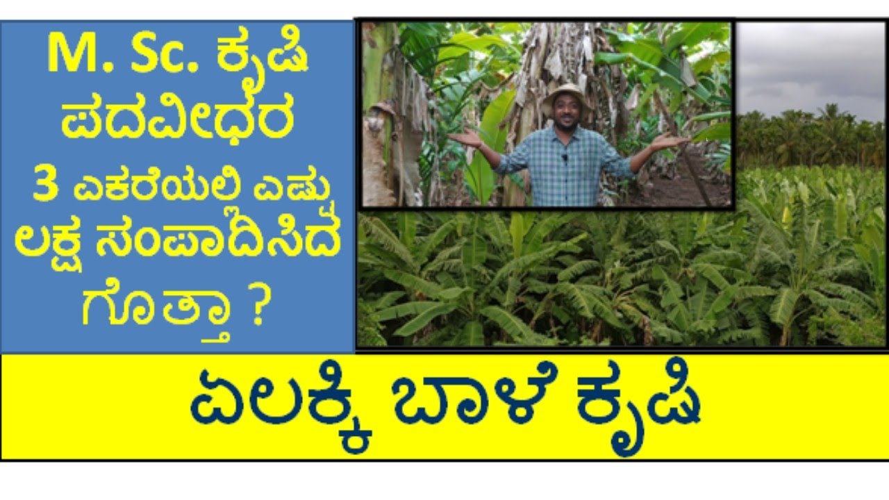 3 ಎಕರೆಯಲ್ಲಿ ಬೇರೆ ರೀತಿ ಏಲಕ್ಕಿ ಬಾಳೆ ಕೃಷಿ ಮಾಡಿ ಬಂಗಾರದಂತ ಆದಾಯ ಗಳಿಸುತ್ತಿರುವ M. Sc ಕೃಷಿ ಪದವೀಧರ