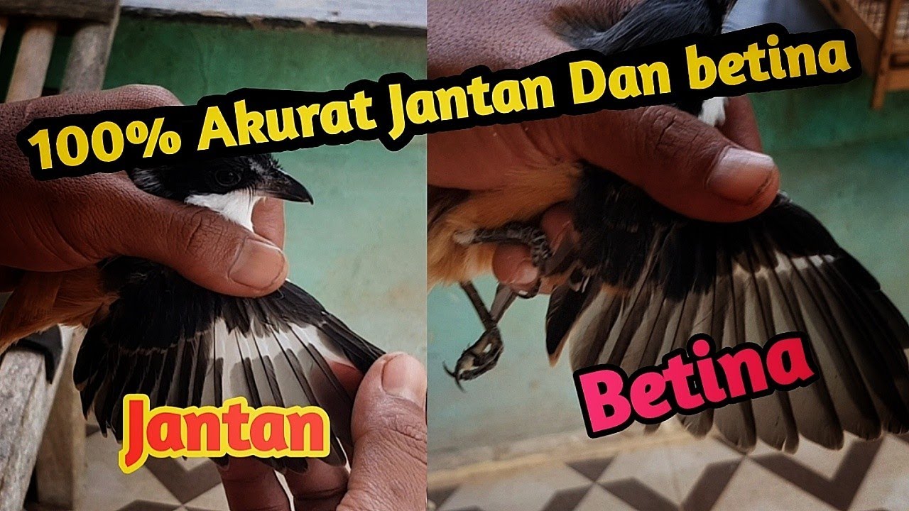 cara membedakan cendet jantan dan betina usia pastol 100% akurat