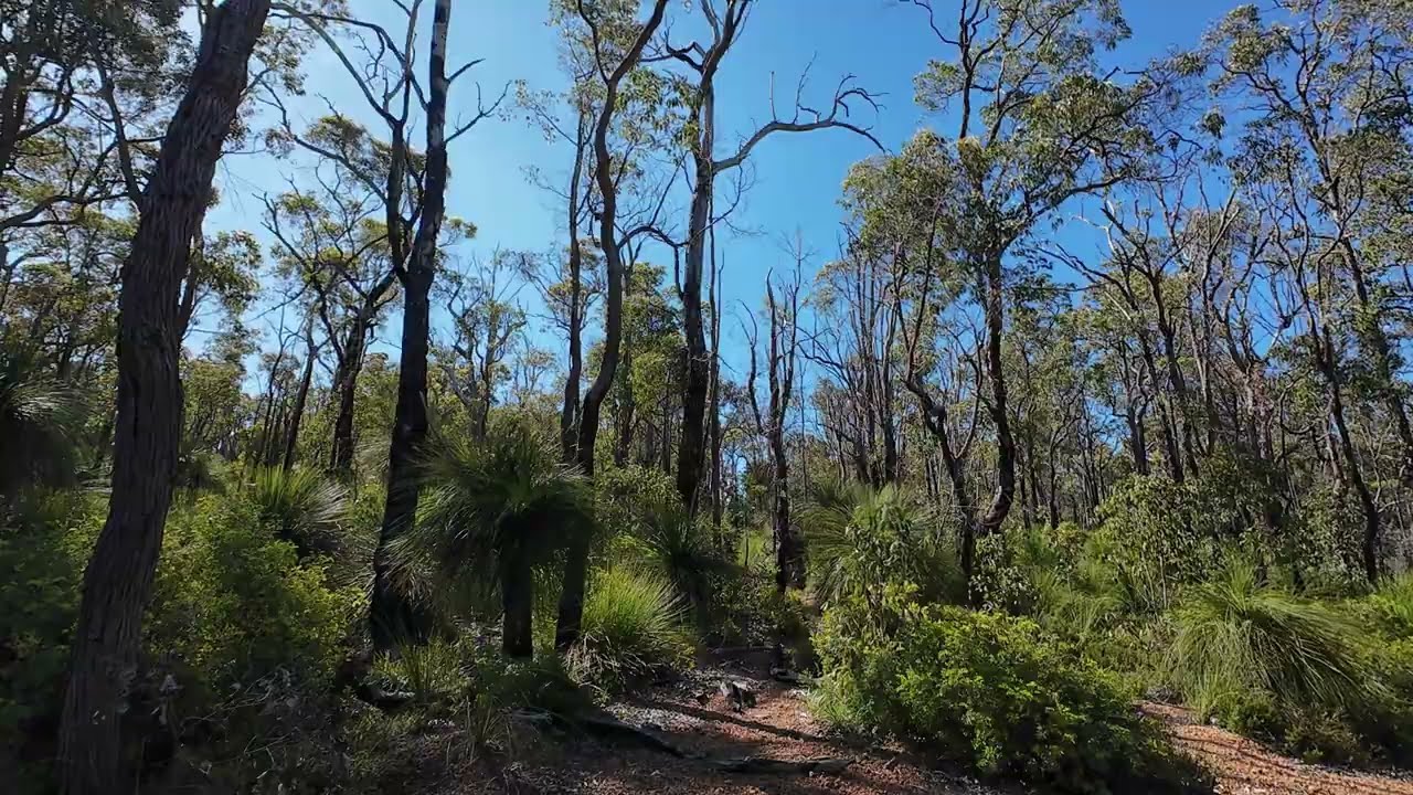 Walkabout The Dell to Hewetts Shelter On The Bibbulmun Track Western Australia