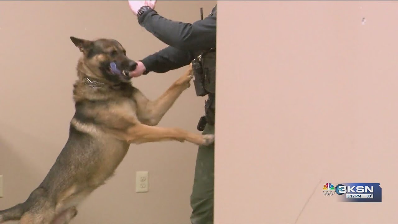 Sedgwick County K9s train weekly to stay street‑ready