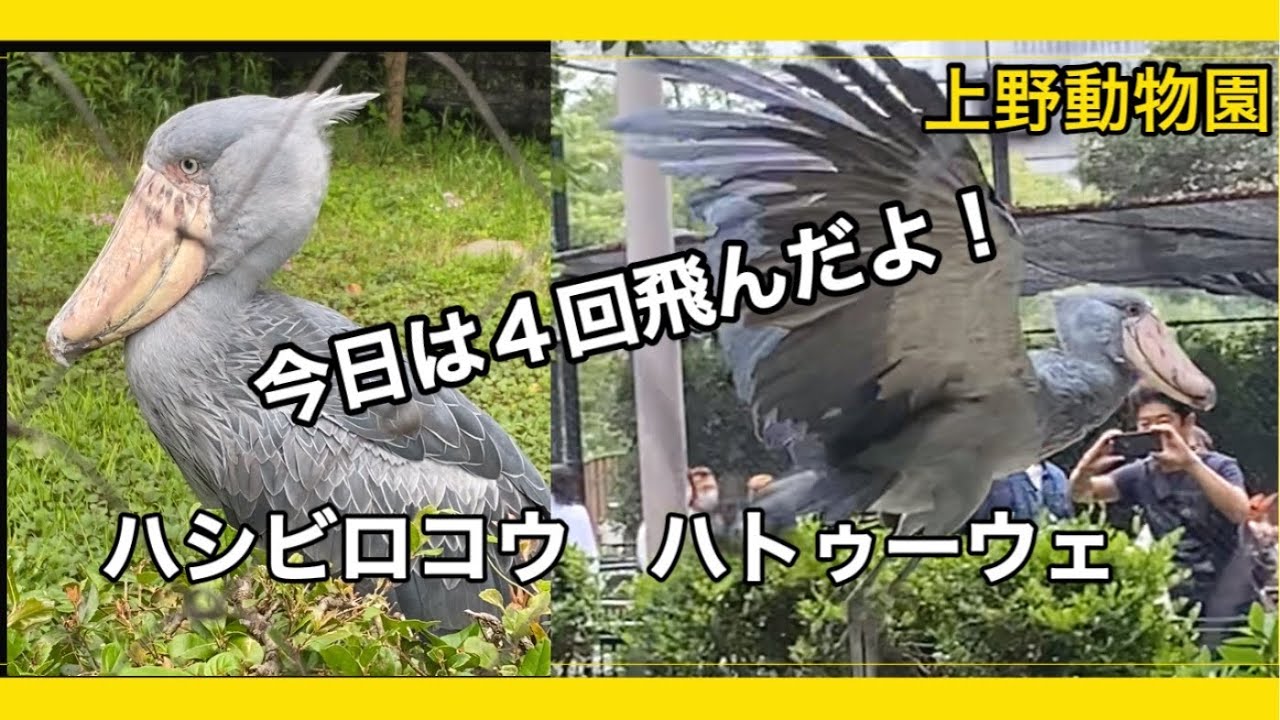 【上野動物園】ハシビロコウのハトゥーウェが４回飛びます。珍しい姿です！
