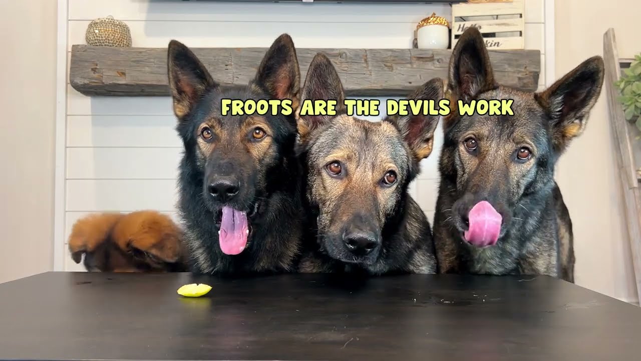 Four German Shepherds Review Foods