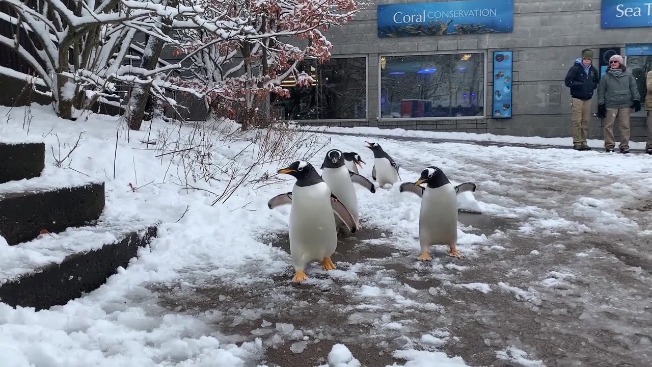 Pittsburgh Zoo Penguins Have Snow Day