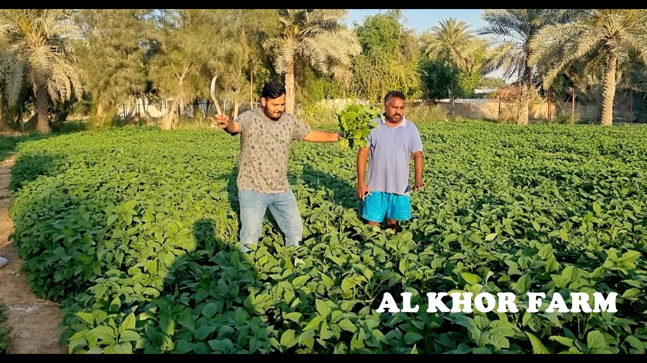 A Visit to the Al Khor Local Farm with friends