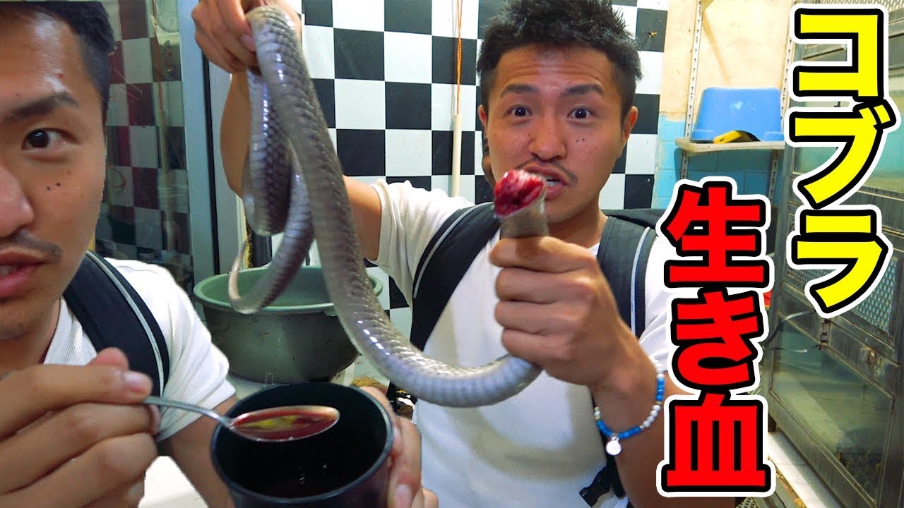 【超危険】生きた毒コブラの生の血をガブ飲むしてみたら、大変なことになった
