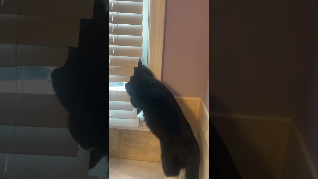 Tuxie playing in the blinds