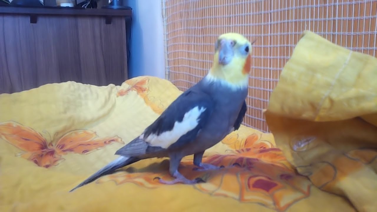 Korela Kofinko 48 - Spievam si paplonu (Cockatiel Kofeenko 48 - Singing to quilt)