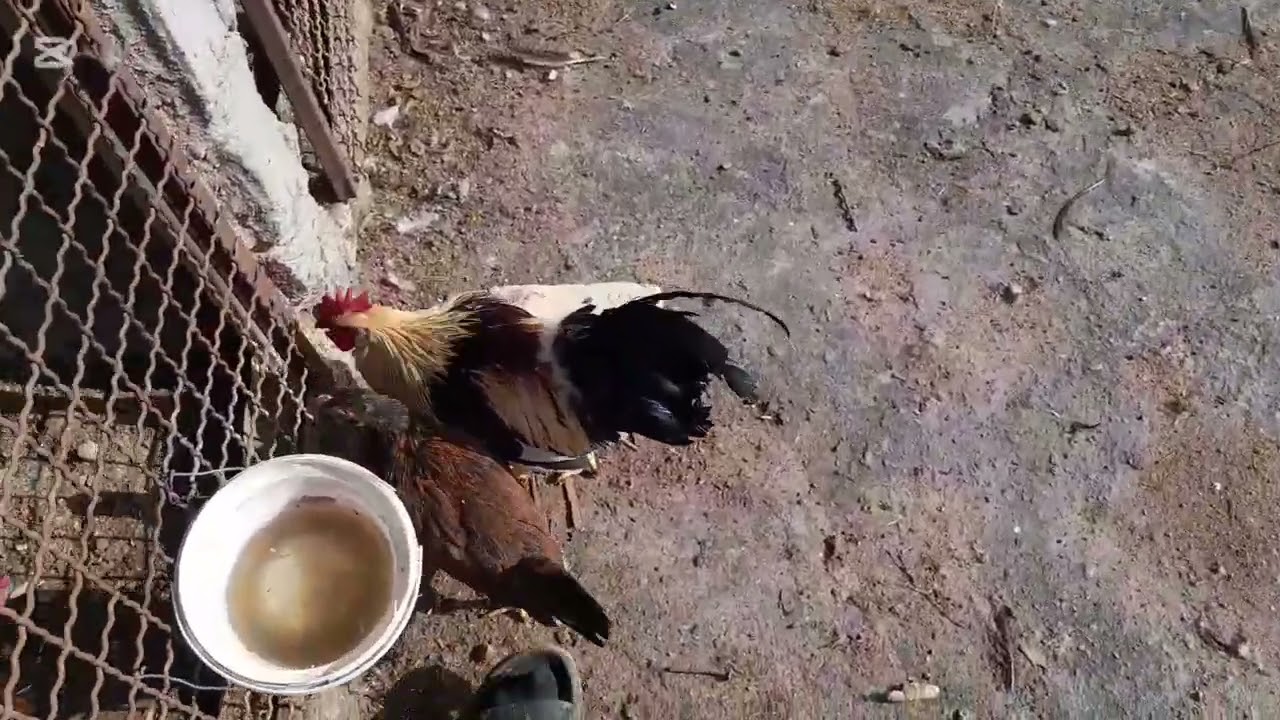 رجعنه.من.جديد👍🐓
