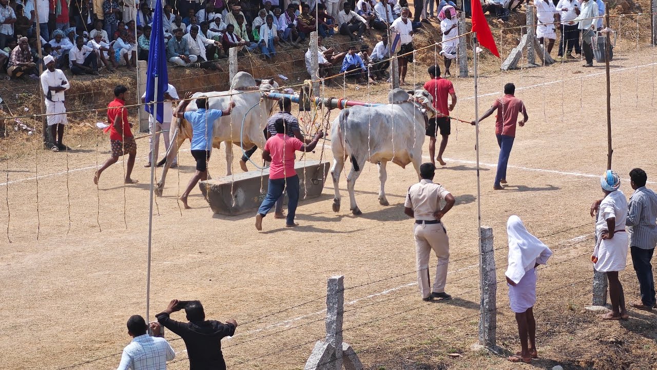 My channel motivation is giving knowledge of Ongole Cattle