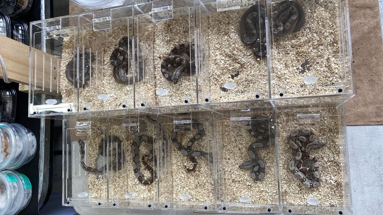 Animalia México 2024, recorrido por los Stands y precios, boas, pitones y ajolotes