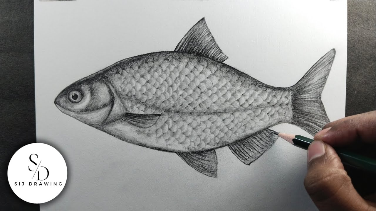 How to draw a Fish || realistic Fish drawing step by step tutorial
