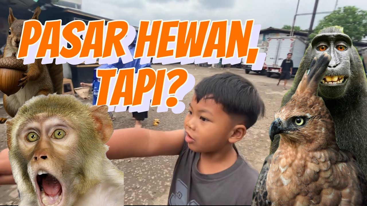 Ada hewan apa saja di pasar hewan sukahaji bandung? #hewanlucu #animals #hewan 
