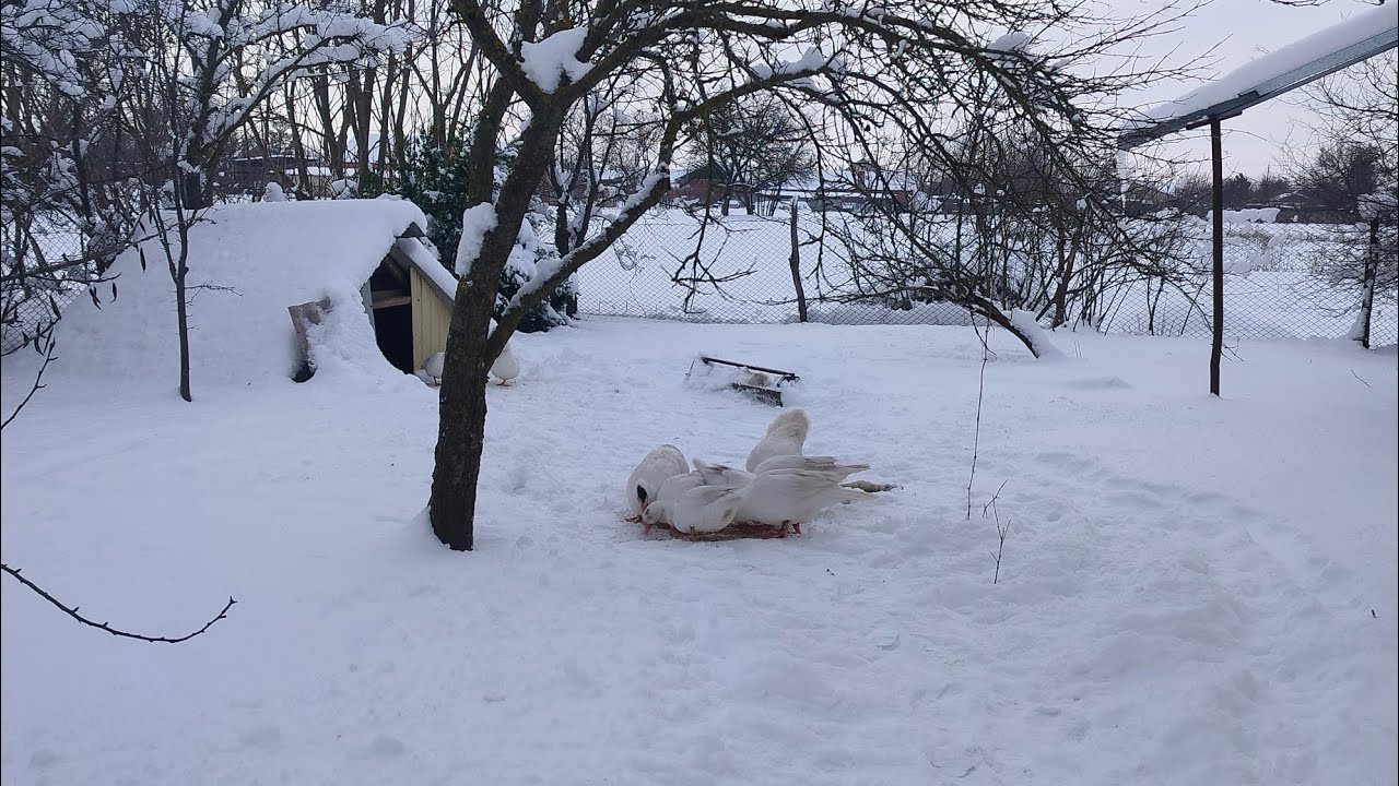 Зима настоящая, морозная. Жизнь простая, пенсионерская. 