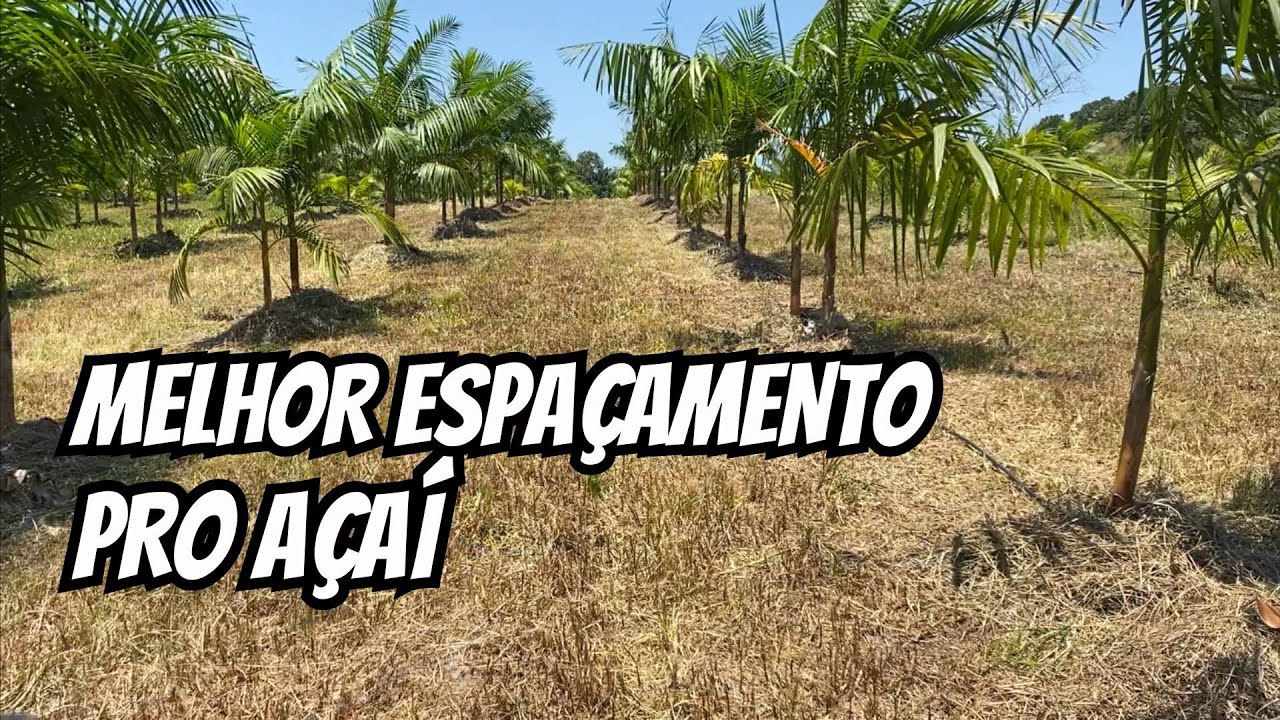 Qual melhor espaçamento para o açaí? (Embrapa BRS Pai d'égua e BRS Pará)