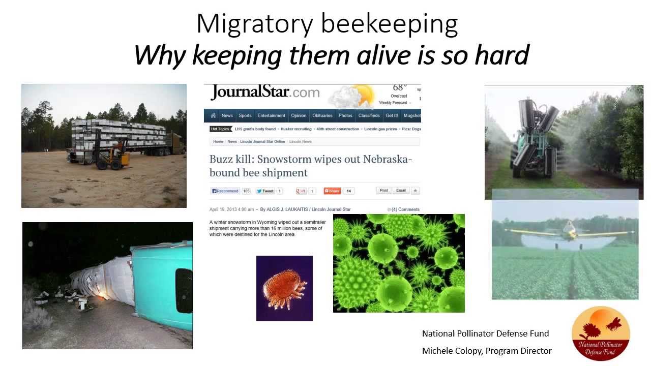 Migratory Beekeeping: Why keeping them alive is so hard -- Oct  2013