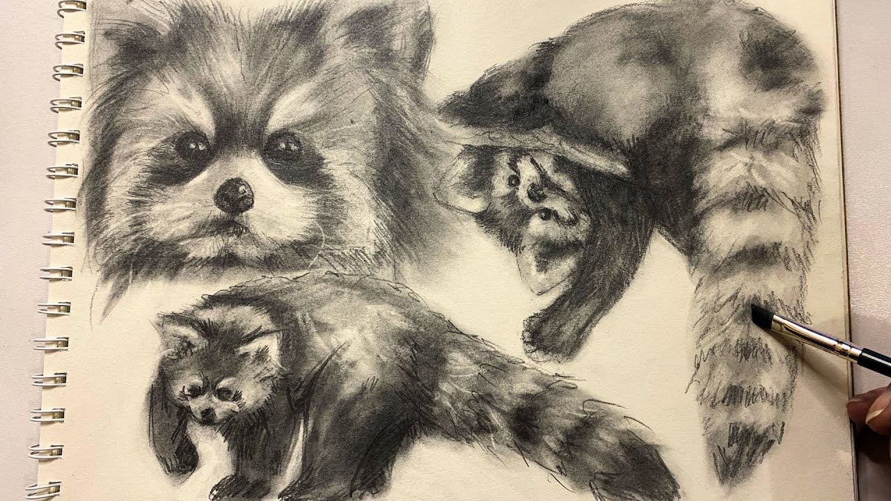 sketching a cute red panda with graphite ⋆☕︎ no talking drawing practice