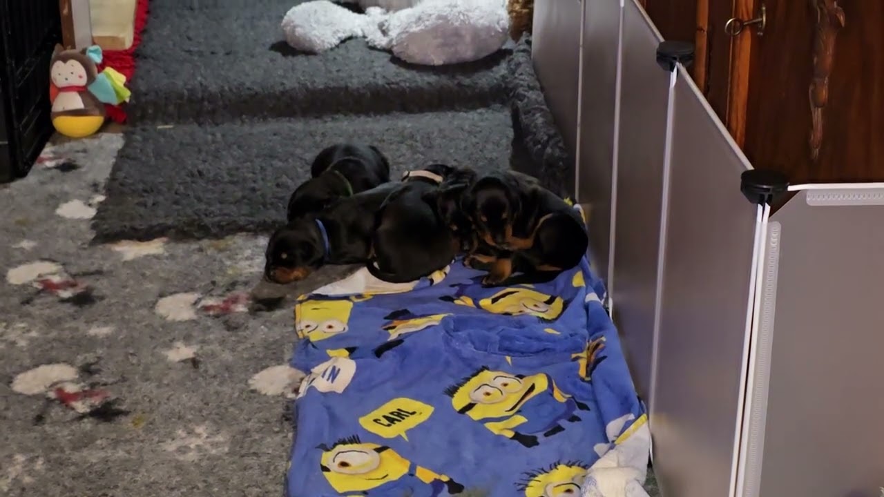 Das vierte Video von den C'chen vom Eschenbruch 