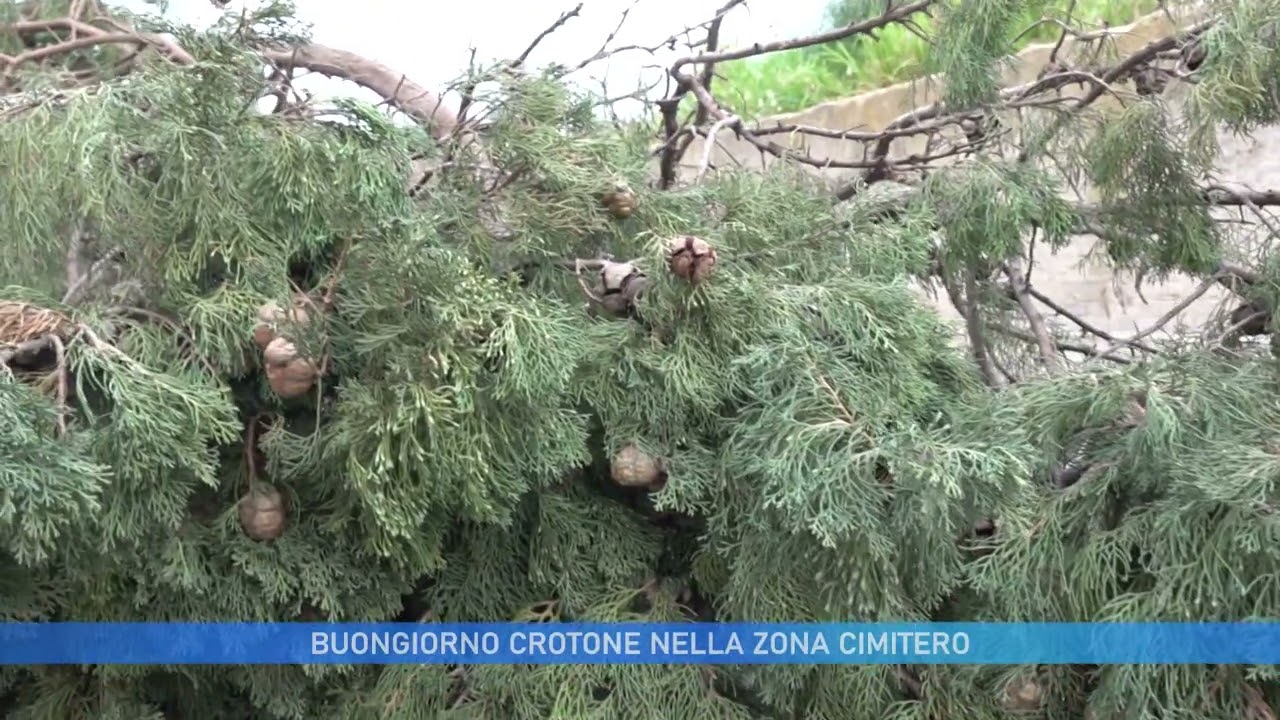 BUONGIORNO CROTONE IN ZONA CIMITERO