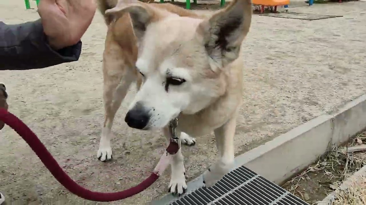 今年初のホーホケキョ　公園散歩　20260302am