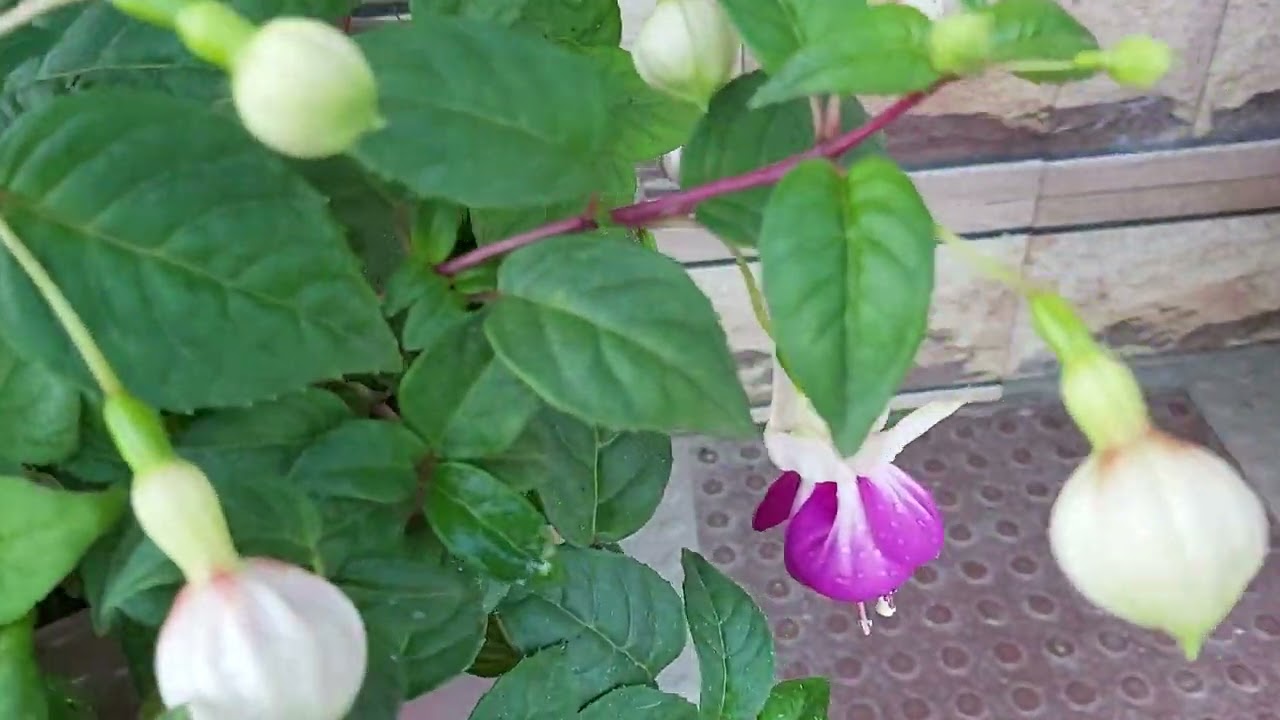 Flower in winter
