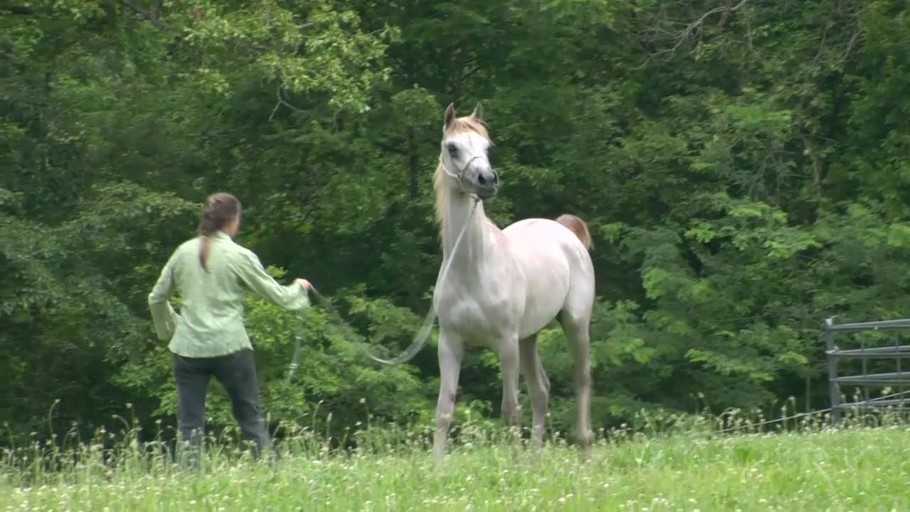 Namir Al Nazarra ( Ansata Sinan x BSA Nazarra by Nabiel ) Straight Egyptian Arabian Stallion