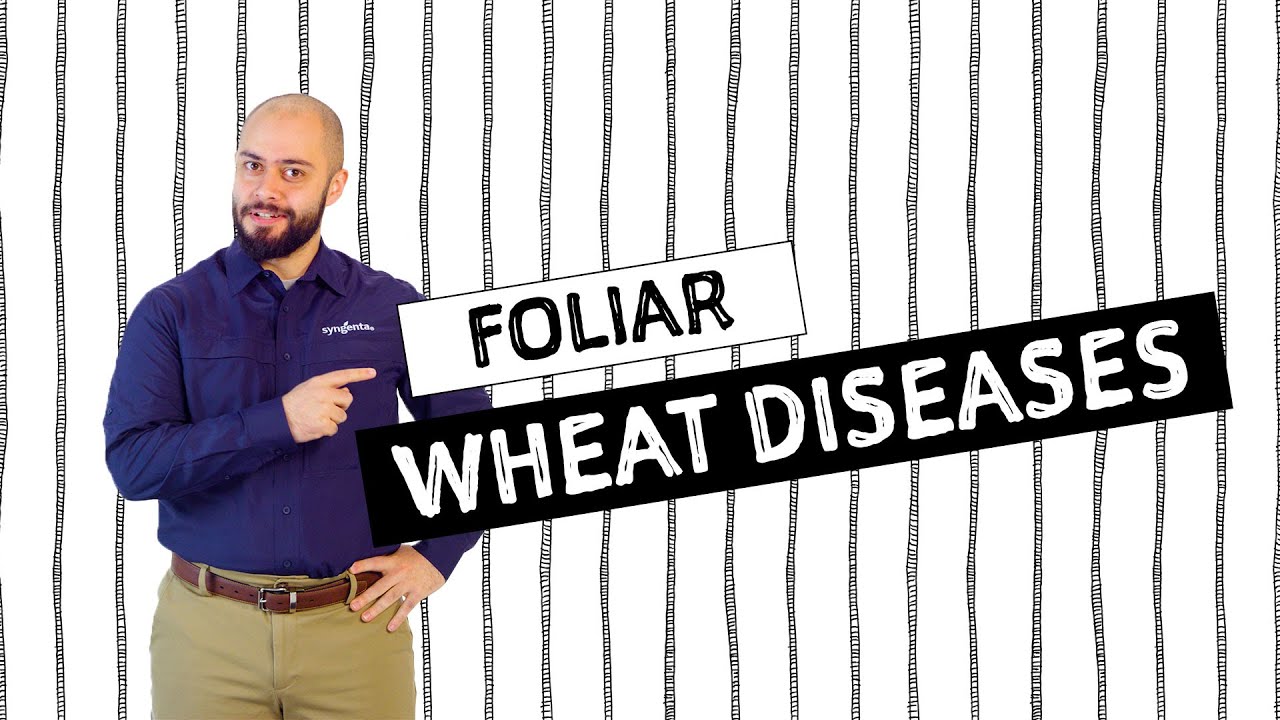 AG in :60 – Wheat Foliar Diseases