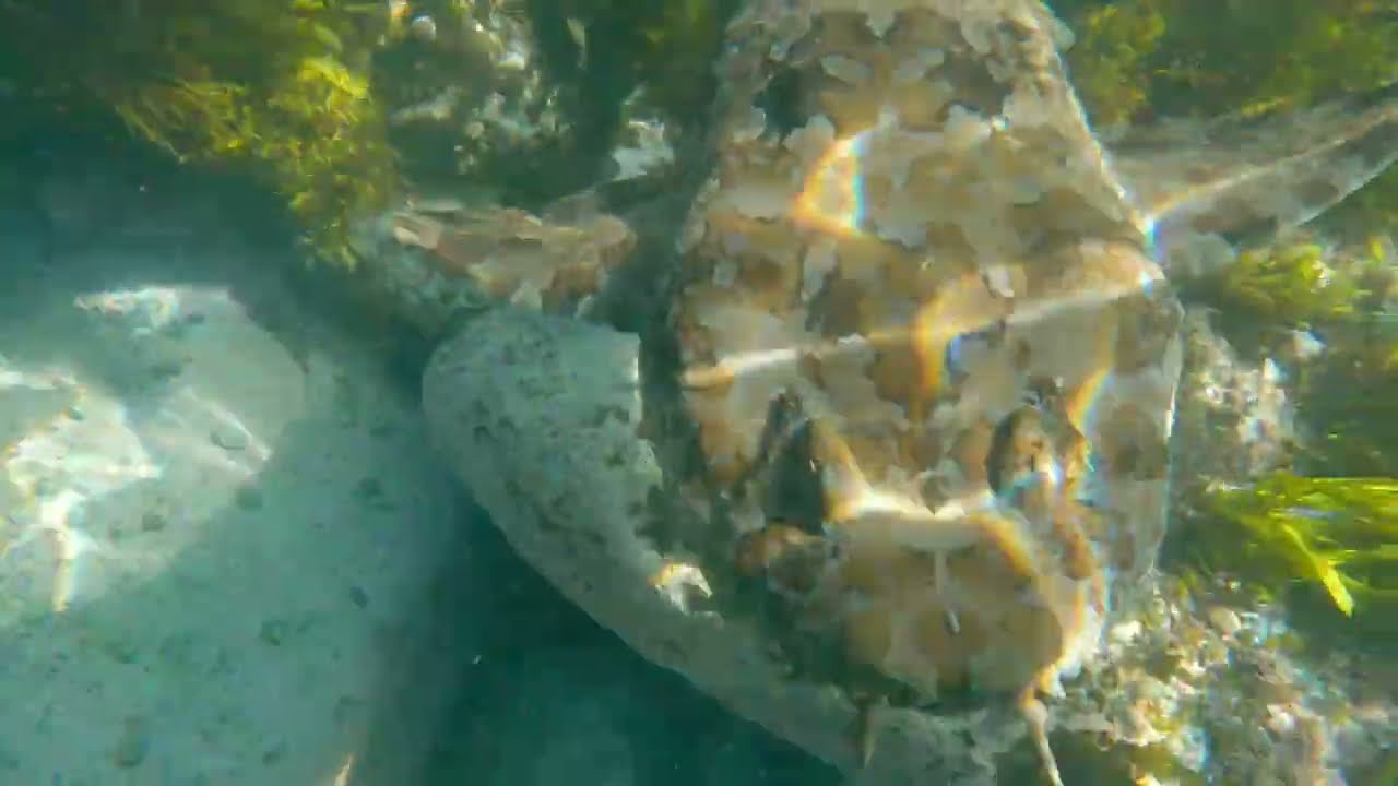 Wobbegong Sharks at North Bondi