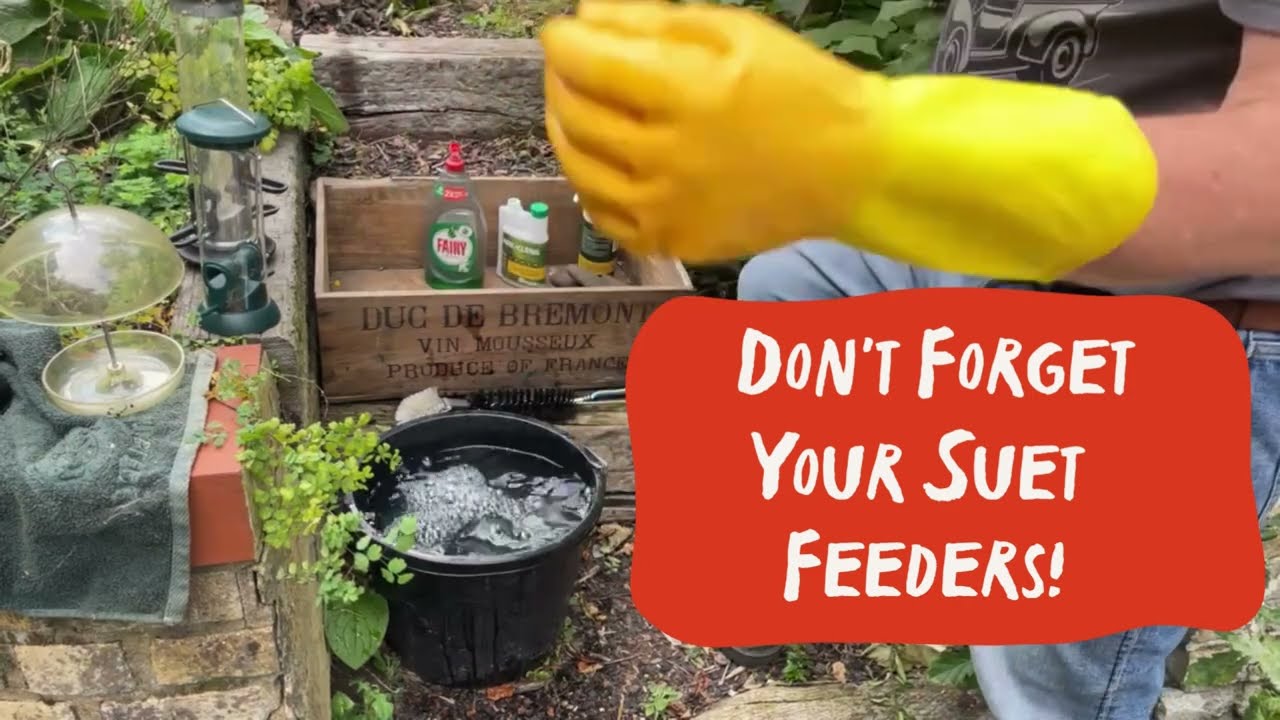 How to clean your bird feeders