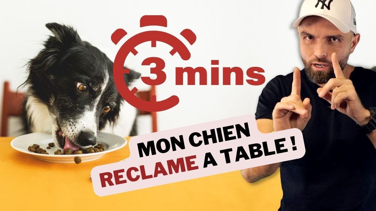 Chien qui r&eacute;clame &agrave; table ! COMMENT FAIRE ?