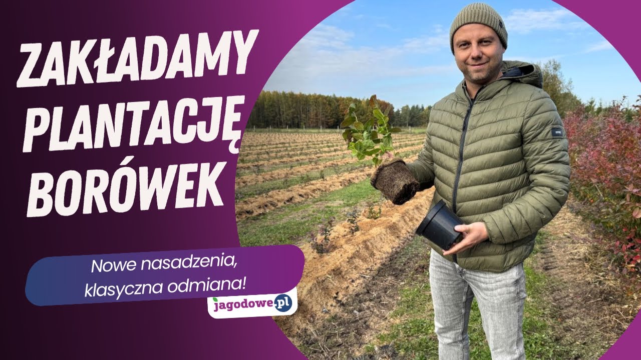 Zakładamy plantację borówek - nowe nasadzenia, klasyczna odmiana