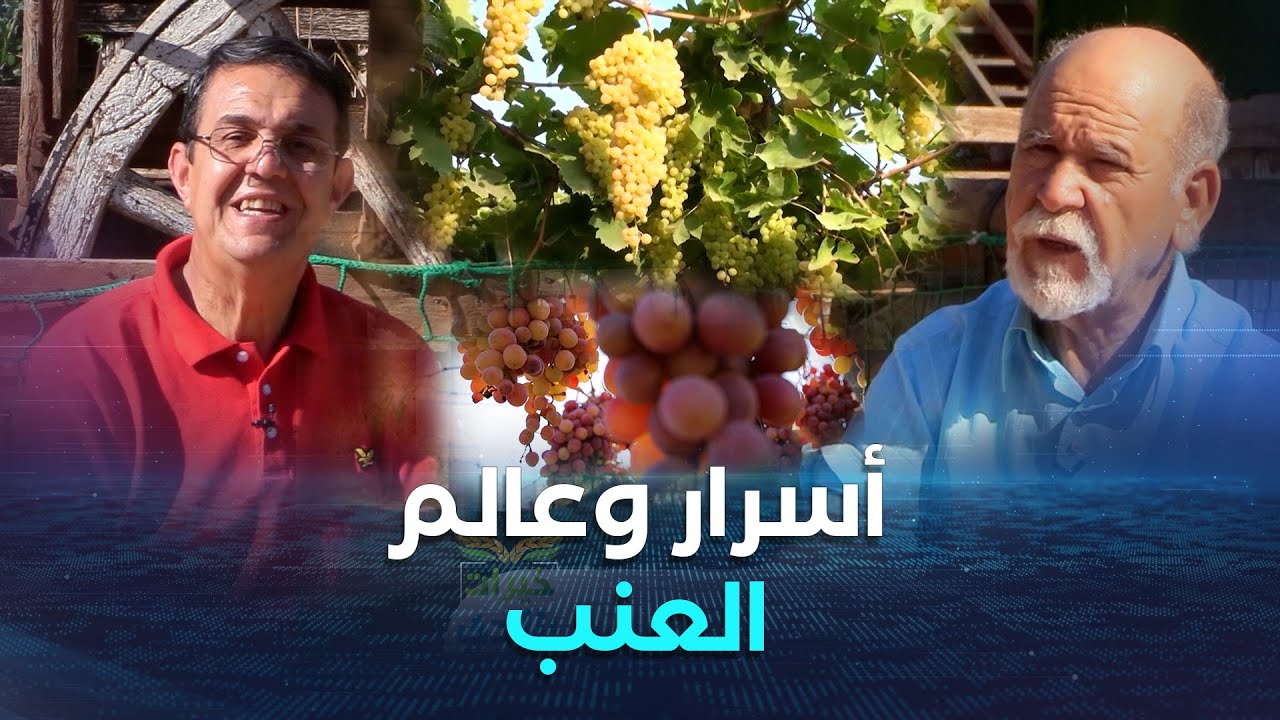 خيرات بلادي | العدد كاملا |معلومات لا تعرفها عن العنب