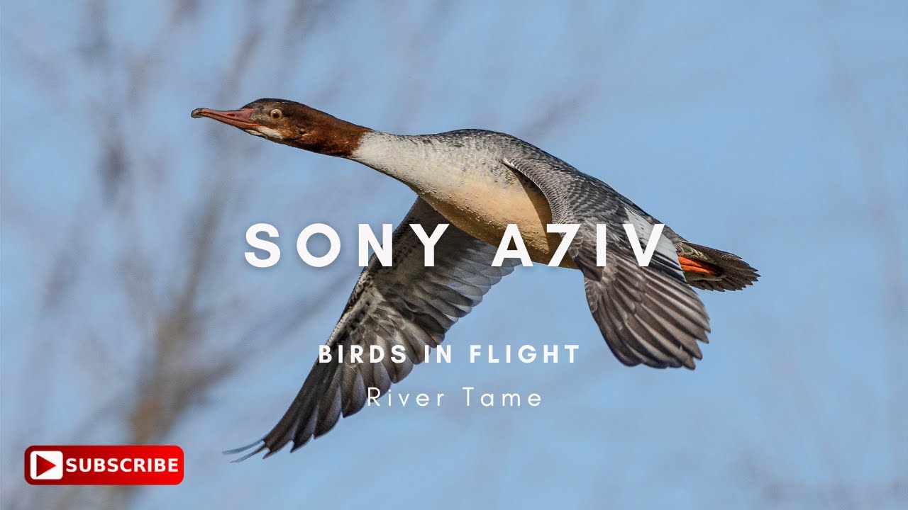 Birds in Flight - Sony A7iv & Sony 200-600mm - How to improve?