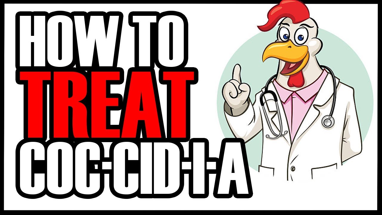 TREATING YOUR CHICKEN FLOCK FOR COCCIDIOSIS WITH CORID | Symptoms and Treatment