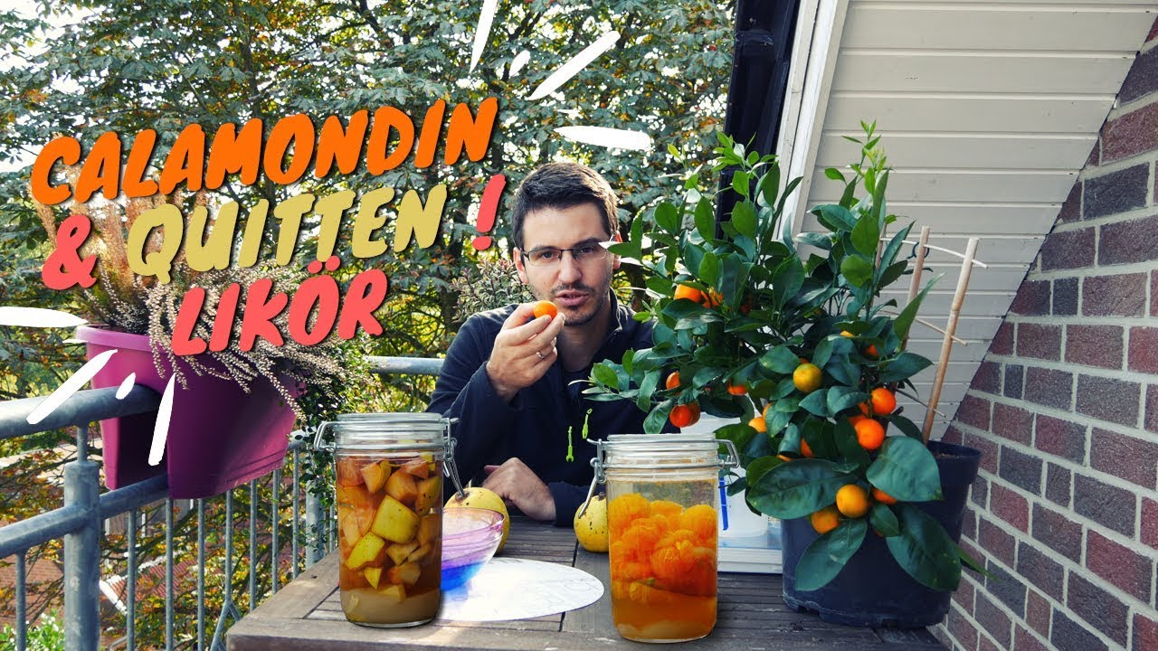 Quitten & Calamondin Likör herstellen | Quittenlikör schnell und einfach
