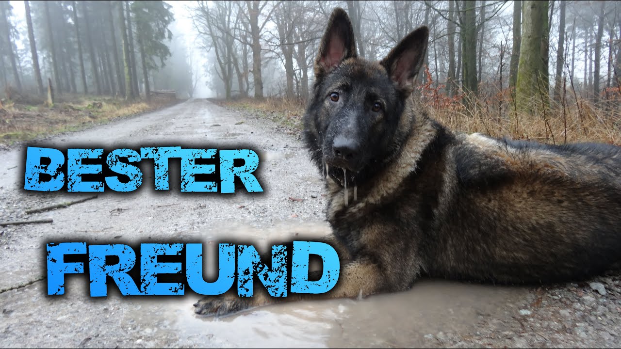 DU HAST EINEN FREUND IN MIR | Haudegen | Deutscher Schäferhund DDR LINIE
