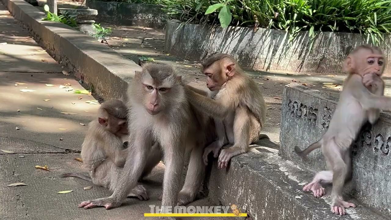 The Happy Monkey Family With Their Two Adorable Babies