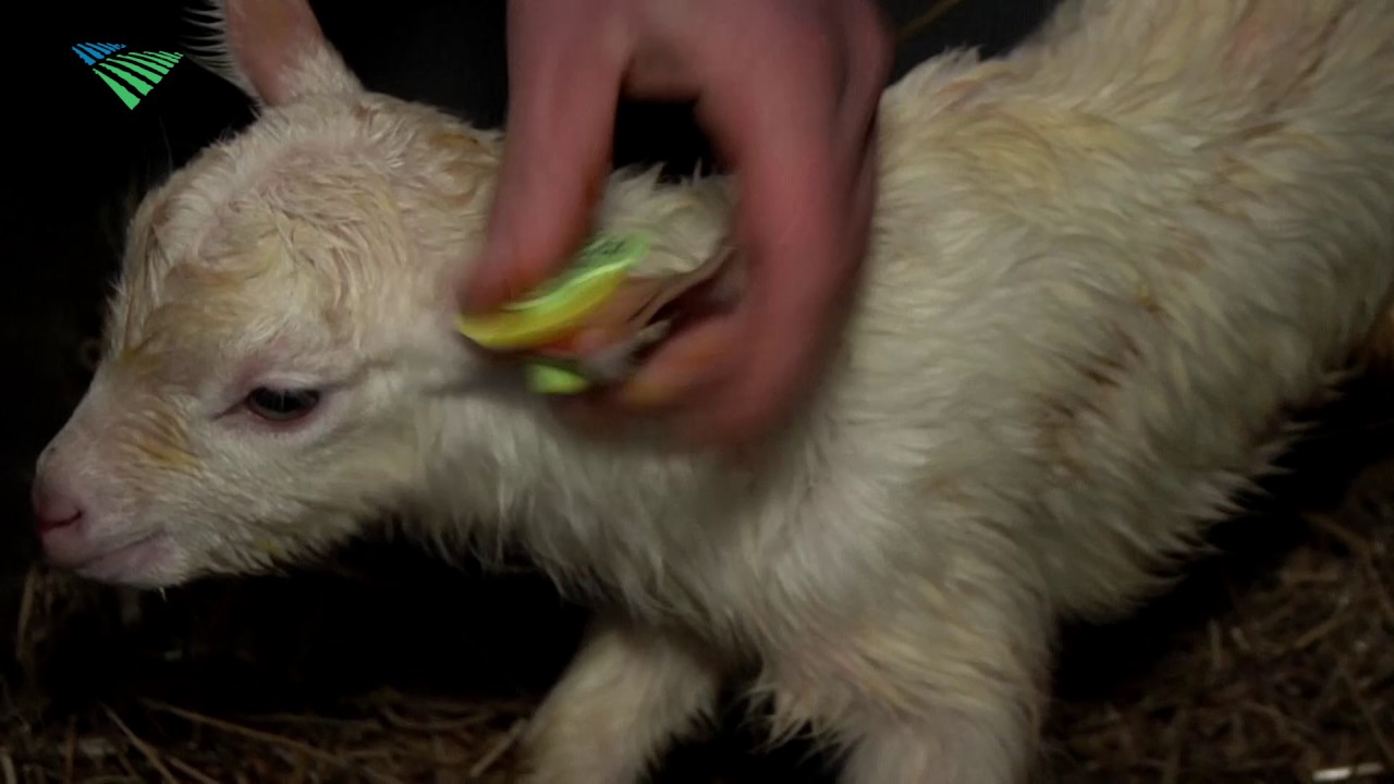 Lammetjes ophalen met speciale lammerwagen